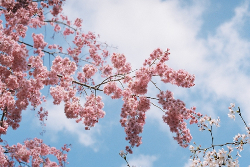 sakura_rioanji